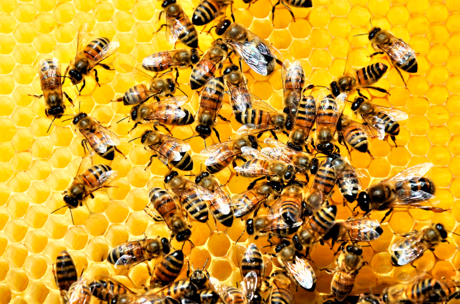 Abeja en entorno natural