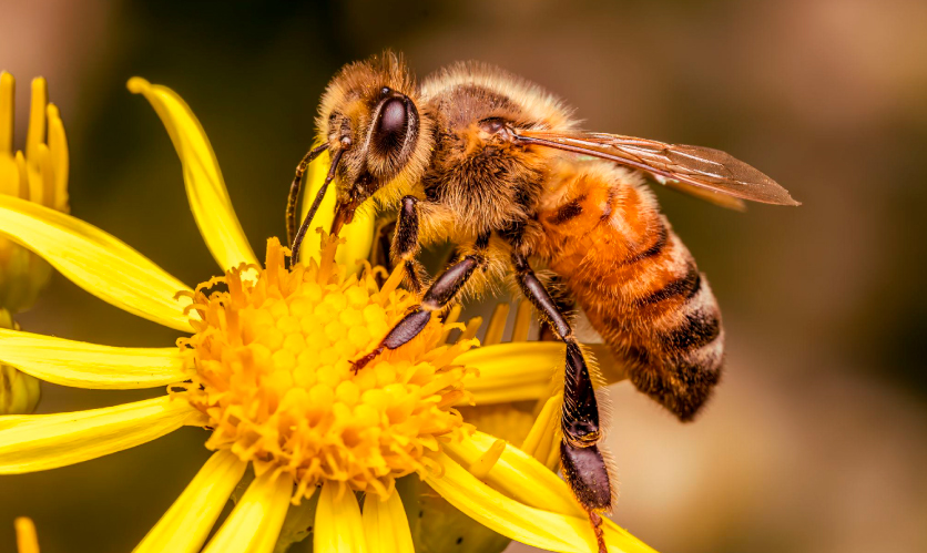 La importancia de proteger a las abejas y los ecosistemas
