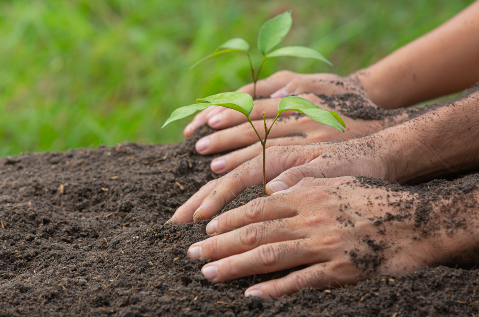 Bosque y conservación ambiental